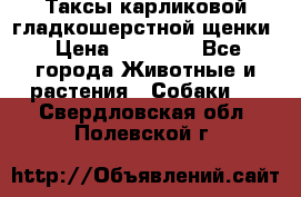 Таксы карликовой гладкошерстной щенки › Цена ­ 20 000 - Все города Животные и растения » Собаки   . Свердловская обл.,Полевской г.